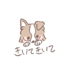 ボーダーコリーの文字入りゆるスタンプ②（個別スタンプ：1）
