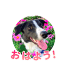 とにかくボーダーコリー くろまめノーマル（個別スタンプ：1）