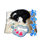 とにかくボーダーコリー くろまめノーマル（個別スタンプ：3）