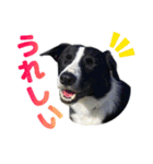 とにかくボーダーコリー くろまめノーマル（個別スタンプ：5）