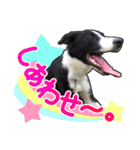 とにかくボーダーコリー くろまめノーマル（個別スタンプ：6）