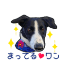 とにかくボーダーコリー くろまめノーマル（個別スタンプ：10）