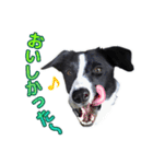 とにかくボーダーコリー くろまめノーマル（個別スタンプ：16）