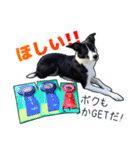 とにかくボーダーコリー くろまめノーマル（個別スタンプ：19）