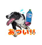 とにかくボーダーコリー くろまめノーマル（個別スタンプ：22）