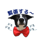 とにかくボーダーコリー くろまめノーマル（個別スタンプ：24）