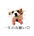 煽り犬3〜かわいいから辛辣〜（個別スタンプ：1）