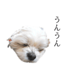 煽り犬3〜かわいいから辛辣〜（個別スタンプ：2）