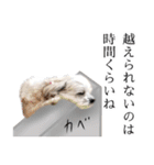 煽り犬3〜かわいいから辛辣〜（個別スタンプ：3）