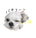 煽り犬3〜かわいいから辛辣〜（個別スタンプ：5）