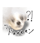 煽り犬3〜かわいいから辛辣〜（個別スタンプ：6）