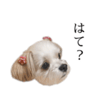 煽り犬3〜かわいいから辛辣〜（個別スタンプ：7）