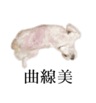 煽り犬3〜かわいいから辛辣〜（個別スタンプ：8）