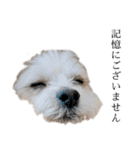 煽り犬3〜かわいいから辛辣〜（個別スタンプ：9）