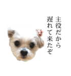 煽り犬3〜かわいいから辛辣〜（個別スタンプ：10）