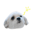 煽り犬3〜かわいいから辛辣〜（個別スタンプ：11）