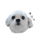 煽り犬3〜かわいいから辛辣〜（個別スタンプ：12）