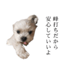 煽り犬3〜かわいいから辛辣〜（個別スタンプ：14）