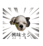 煽り犬3〜かわいいから辛辣〜（個別スタンプ：15）