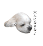 煽り犬3〜かわいいから辛辣〜（個別スタンプ：16）