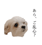 煽り犬3〜かわいいから辛辣〜（個別スタンプ：17）