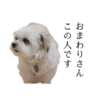 煽り犬3〜かわいいから辛辣〜（個別スタンプ：18）
