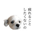 煽り犬3〜かわいいから辛辣〜（個別スタンプ：19）