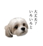 煽り犬3〜かわいいから辛辣〜（個別スタンプ：20）