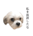 煽り犬3〜かわいいから辛辣〜（個別スタンプ：21）