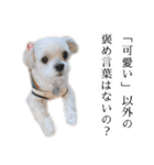 煽り犬3〜かわいいから辛辣〜（個別スタンプ：22）