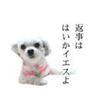 煽り犬3〜かわいいから辛辣〜（個別スタンプ：23）