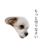 煽り犬3〜かわいいから辛辣〜（個別スタンプ：24）