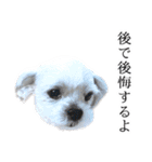 煽り犬3〜かわいいから辛辣〜（個別スタンプ：25）