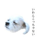 煽り犬3〜かわいいから辛辣〜（個別スタンプ：26）