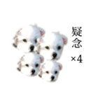 煽り犬3〜かわいいから辛辣〜（個別スタンプ：27）