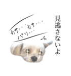 煽り犬3〜かわいいから辛辣〜（個別スタンプ：29）