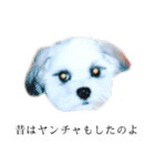 煽り犬3〜かわいいから辛辣〜（個別スタンプ：30）
