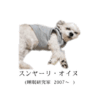 煽り犬3〜かわいいから辛辣〜（個別スタンプ：33）