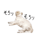 煽り犬3〜かわいいから辛辣〜（個別スタンプ：34）