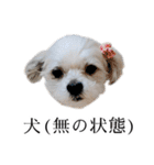 煽り犬3〜かわいいから辛辣〜（個別スタンプ：36）