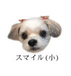 煽り犬3〜かわいいから辛辣〜（個別スタンプ：37）