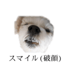 煽り犬3〜かわいいから辛辣〜（個別スタンプ：38）