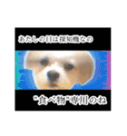 煽り犬3〜かわいいから辛辣〜（個別スタンプ：39）