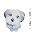 煽り犬3〜かわいいから辛辣〜（個別スタンプ：40）
