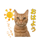 茶トラ猫チャーリのスタンプライフ ver1（個別スタンプ：1）