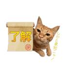 茶トラ猫チャーリのスタンプライフ ver1（個別スタンプ：3）