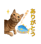 茶トラ猫チャーリのスタンプライフ ver1（個別スタンプ：4）