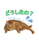 茶トラ猫チャーリのスタンプライフ ver1（個別スタンプ：5）