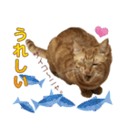 茶トラ猫チャーリのスタンプライフ ver1（個別スタンプ：8）