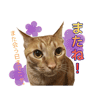 茶トラ猫チャーリのスタンプライフ ver1（個別スタンプ：10）
